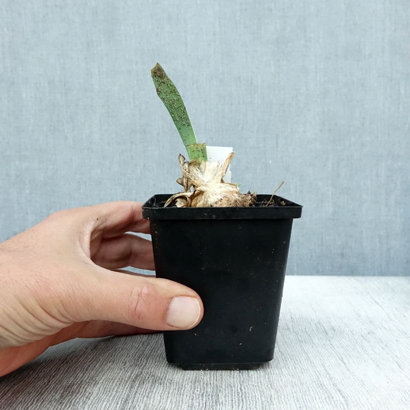Spécimen de Iris pumila Cherry Garden - Iris des Jardins nain Godet de 8/9 cm tel que livré en automne