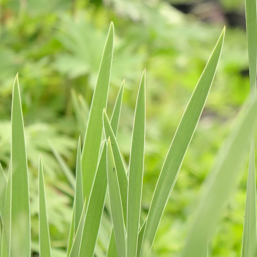 Iris pumila Crispy - Iris des Jardins nain ou miniature (Feuillage)