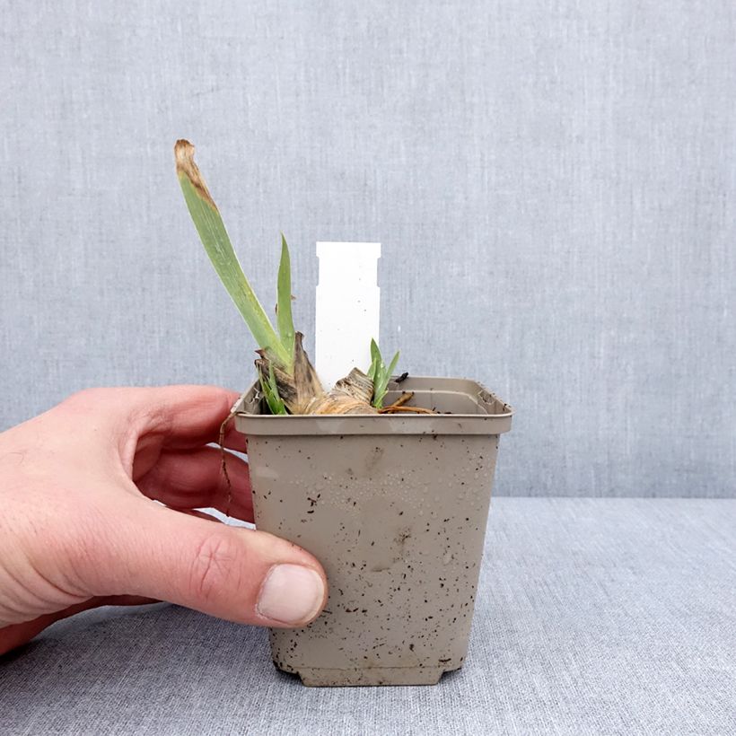 Spécimen de Iris pumila Green Spot - Iris nain des jardins Godet de 8/9 cm tel que livré en hiver