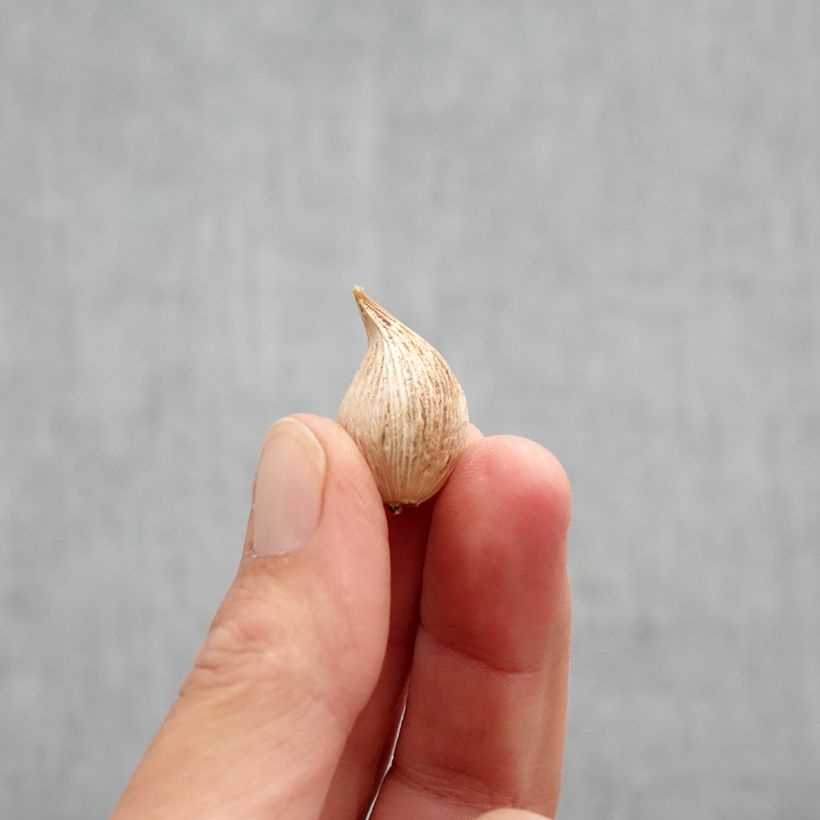 Example of Iris reticulata Blue Note Bulbe calibre 5+ as you get in automne