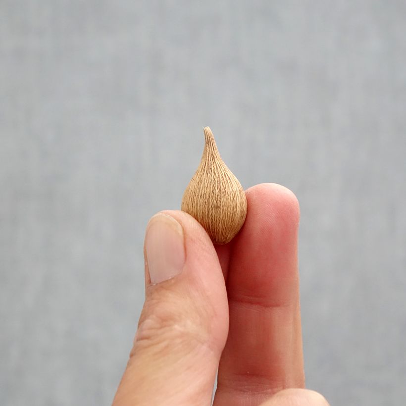 Spécimen de Iris reticulata Blue Planet - Iris réticulé Bulbe calibre 5+ tel que livré en automne