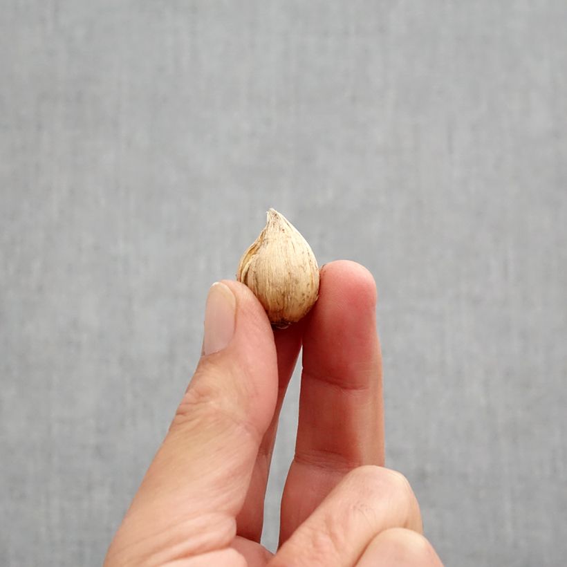 Spécimen de Iris reticulata Cantab Bulbe calibre 5+ tel que livré en automne