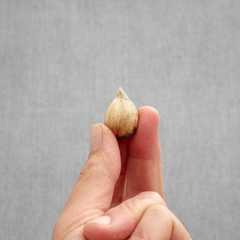 Spécimen de Iris reticulata Frozen Planet - Iris réticulé Bulbe calibre 5+ tel que livré en automne