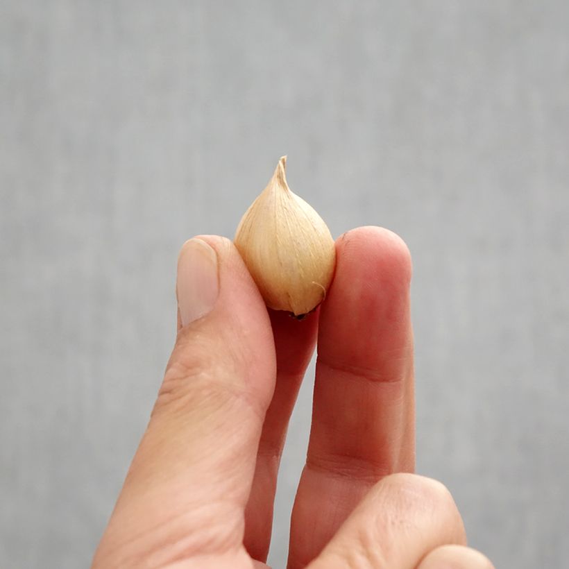 Example of Iris reticulata Harmony Bulbe calibre 6+ as you get in automne