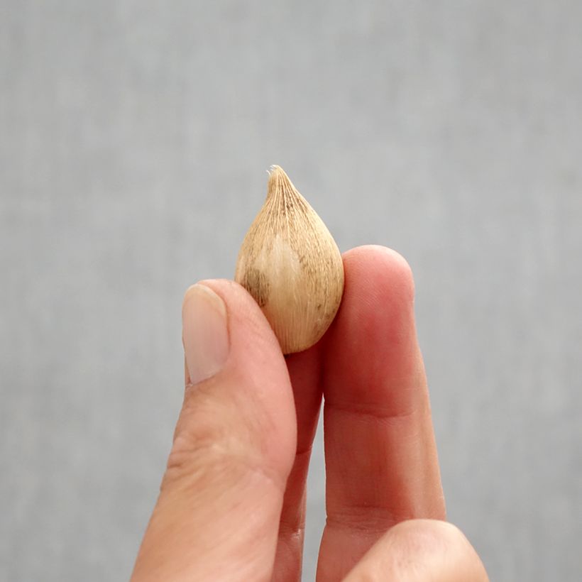 Example of Iris reticulata Katharina Hodgkin Bulbe calibre 6+ as you get in automne