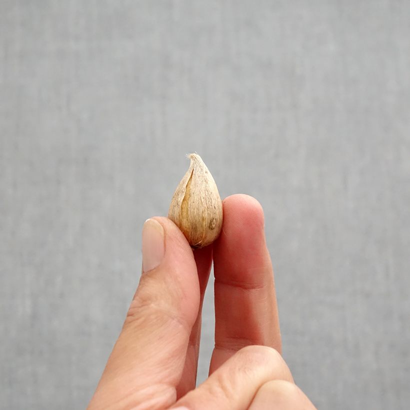 Spécimen de Iris reticulata Natascha Bulbe calibre 5+ tel que livré en automne