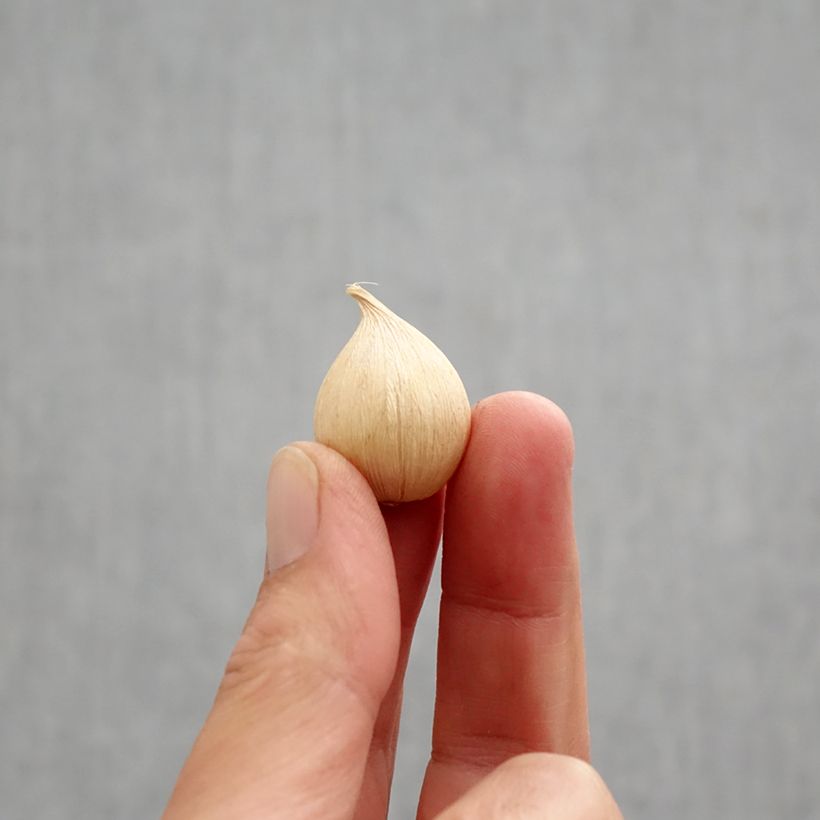 Example of Iris reticulata Orange Glow Bulbe calibre 6+ as you get in automne