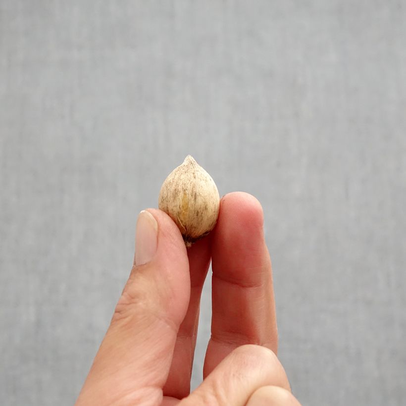 Spécimen de Iris reticulata Pixie - Iris réticulé Bulbe calibre 5+ tel que livré en automne