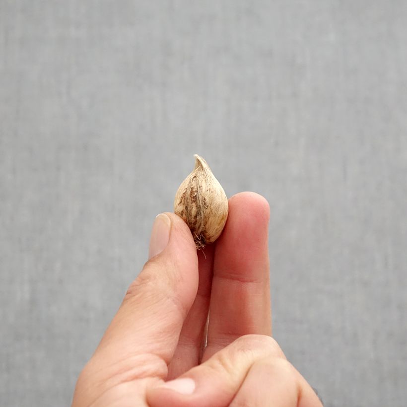 Spécimen de Iris reticulata Sea Breeze Bulbe calibre 5+ tel que livré en automne