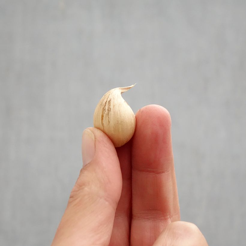 Example of Iris  reticulata Sheila Ann Germaney - Iris réticulé Bulbe calibre 6+ as you get in automne