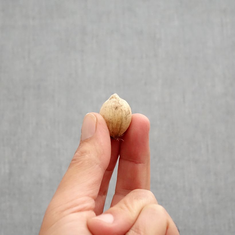 Spécimen de Iris reticulata Splish Splash Bulbe calibre 5+ tel que livré en automne