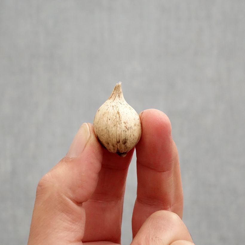 Spécimen de Iris reticulata Spot On Bulbe calibre 5+ tel que livré en automne