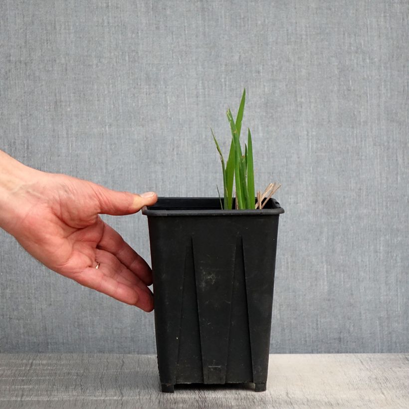 Spécimen de Iris sibirica Bundle of Joy - Iris de Sibérie Pot de 1,5L/2L tel que livré au printemps