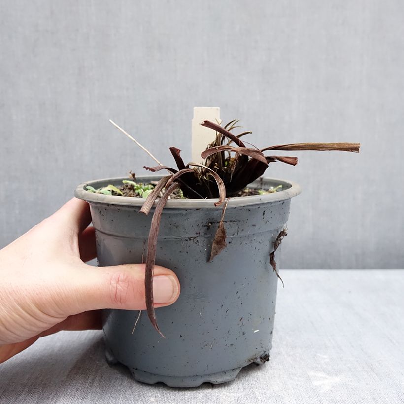 Spécimen de Iris sibirica Colonel Mustard - Iris de Sibérie Pot de 2L/3L tel que livré en hiver