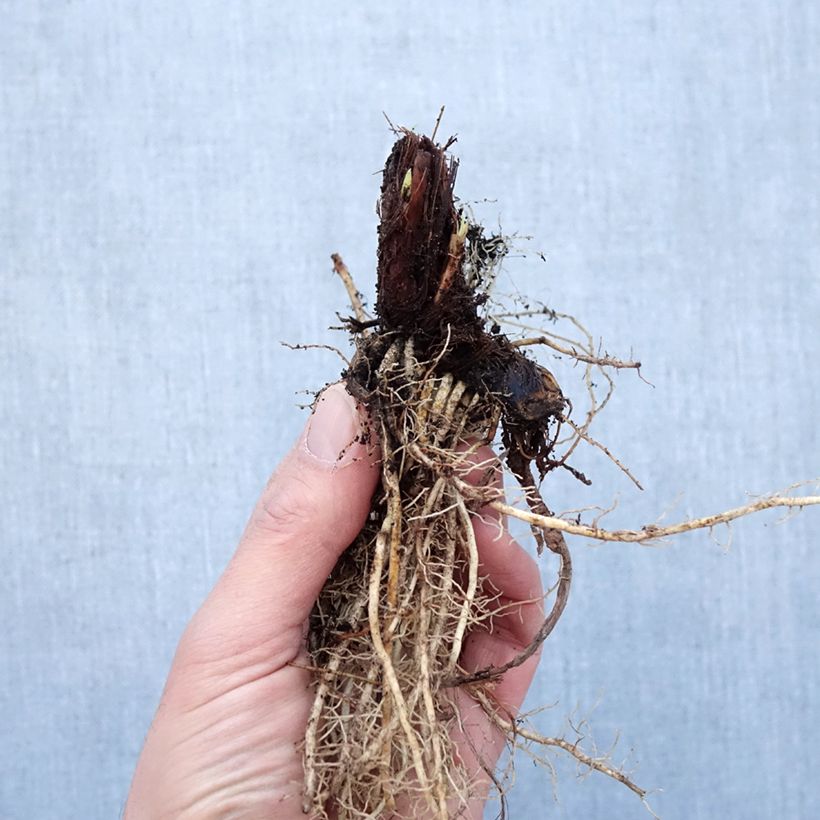 Spécimen de Iris sibirica Colonel Mustard - Iris de Sibérie Racines nues, Qualité Extra équivalant à un pot de 2L tel que livré en hiver