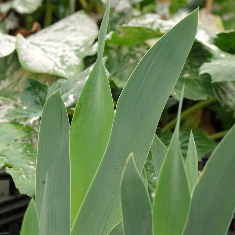 Iris sibirica Cool Spring - Iris de Sibérie (Feuillage)