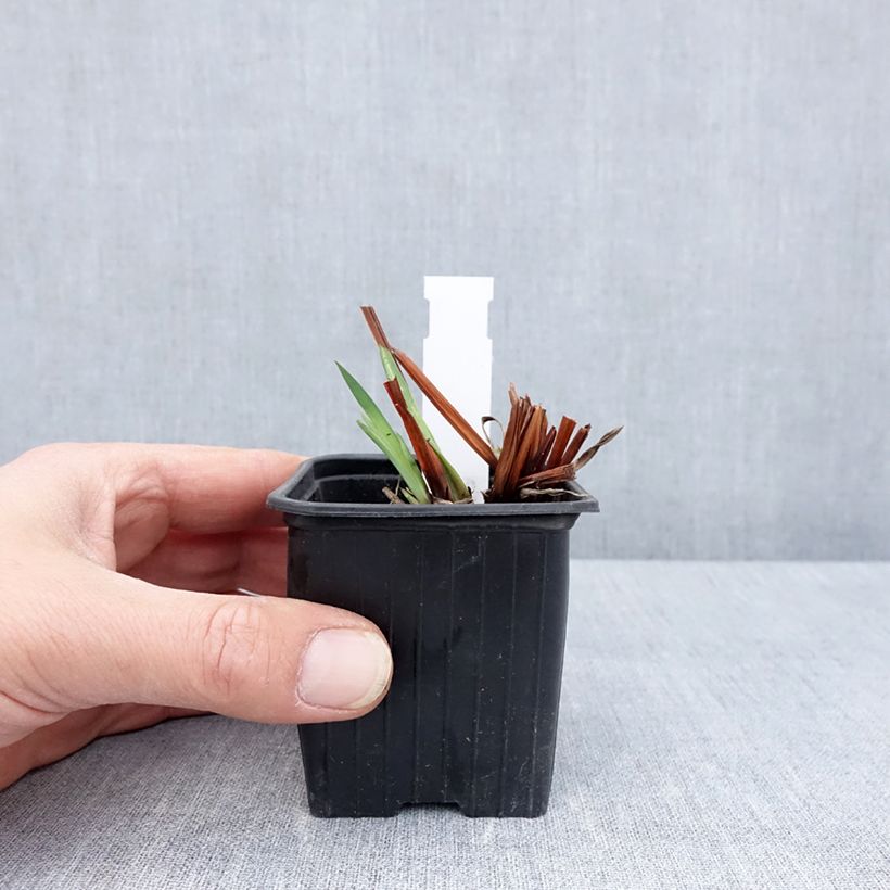 Spécimen de Iris sibirica Cool Spring - Iris de Sibérie Godet de 8/9 cm tel que livré au printemps