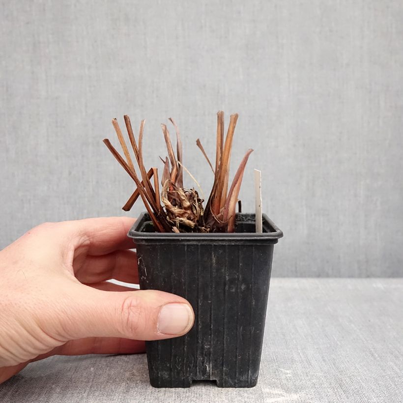 Spécimen de Iris sibirica Dance Ballerina Dance - Iris de Sibérie Godet de 8/9 cm tel que livré en hiver