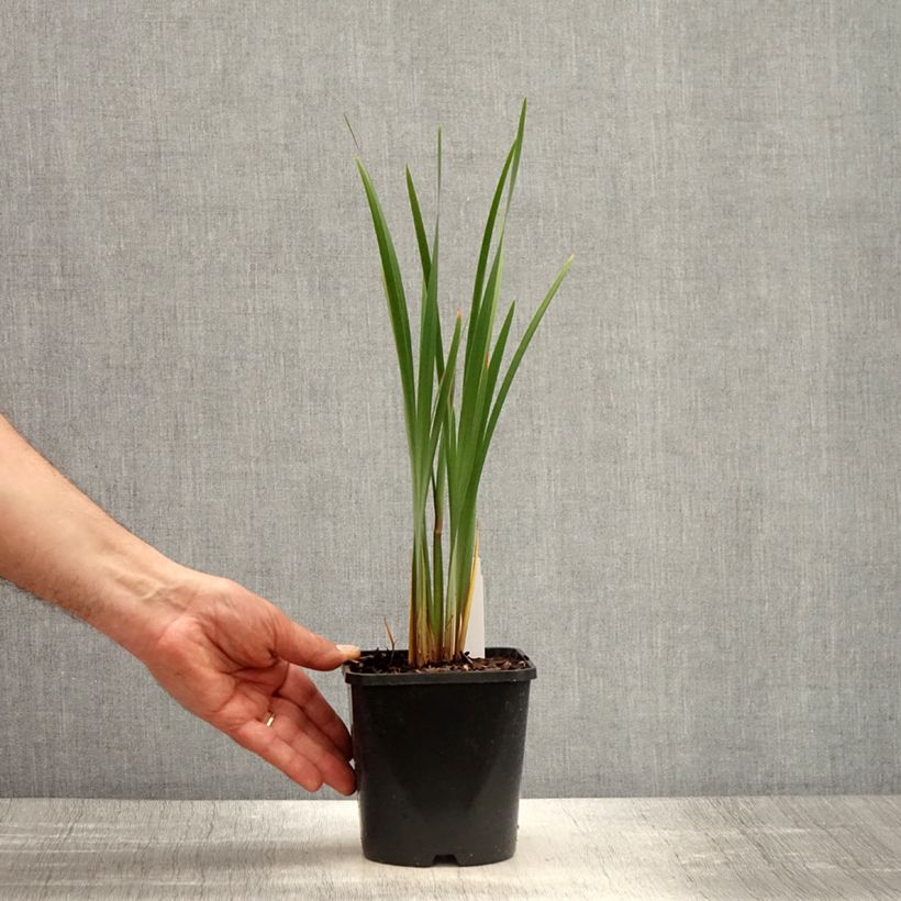 Spécimen de Iris sibirica Imperial Opal - Iris de Sibérie Pot de 1,5L/2L tel que livré au printemps