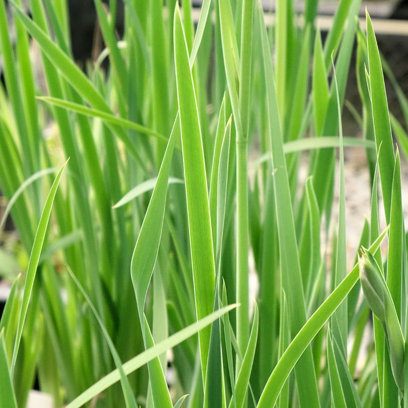 Iris sibirica Persimmon - Iris de Sibérie (Feuillage)