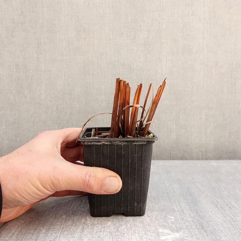 Example of Iris sibirica Snow Crest - Iris de Sibérie Godet de 8/9 cm as you get in hiver