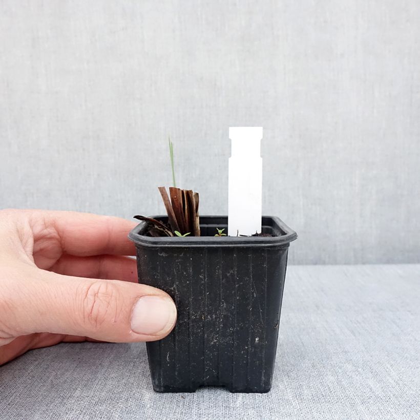 Spécimen de Iris sibirica Weisser Orient - Iris de Sibérie Godet de 8/9 cm tel que livré au printemps