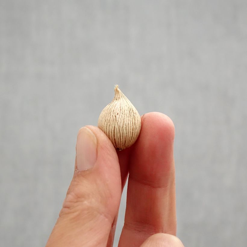 Spécimen de Iris winogradowii Bulbe calibre 5+ tel que livré en automne