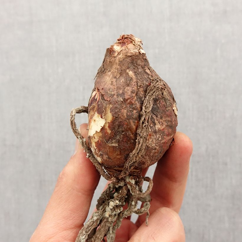 Example of Ismène Sulphur Queen - Hymenocallis festalis Bulbe calibre 14+ as you get in printemps