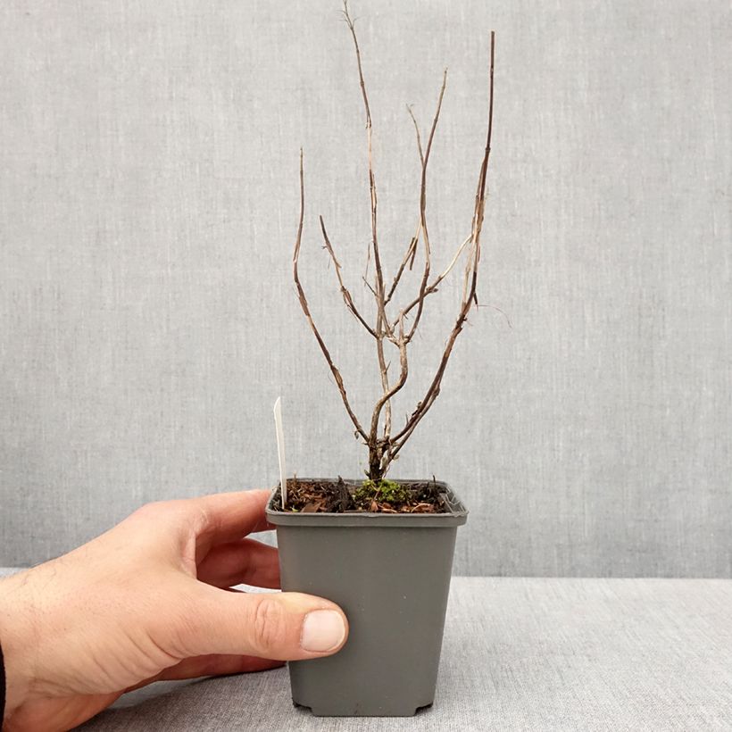 Spécimen de Isodon effusus - Rabdosia effusa Godet de 8/9 cm tel que livré au printemps