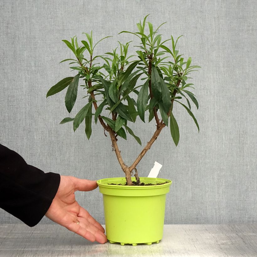 Spécimen de Isoplexis hybride Bella - Digitale des Canaries Pot de 2L/3L tel que livré au printemps