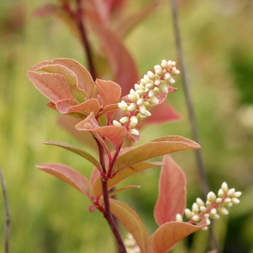 Itea virginica Henry's Garnet - Itea de Virginie (Flowering)