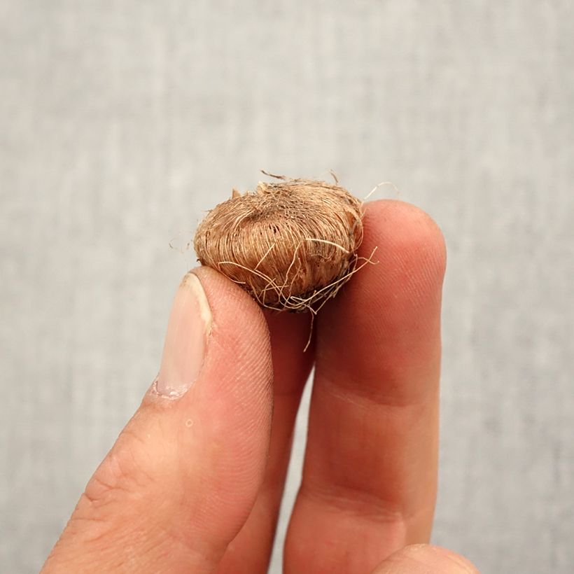 Example of Ixia Giant - Lis des Blés Bulbe calibre 5+ as you get in printemps