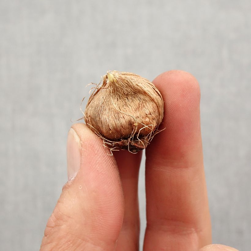 Example of Ixia hybride en mélange - Lis des blés variés. Bulbe calibre 5+ as you get in printemps