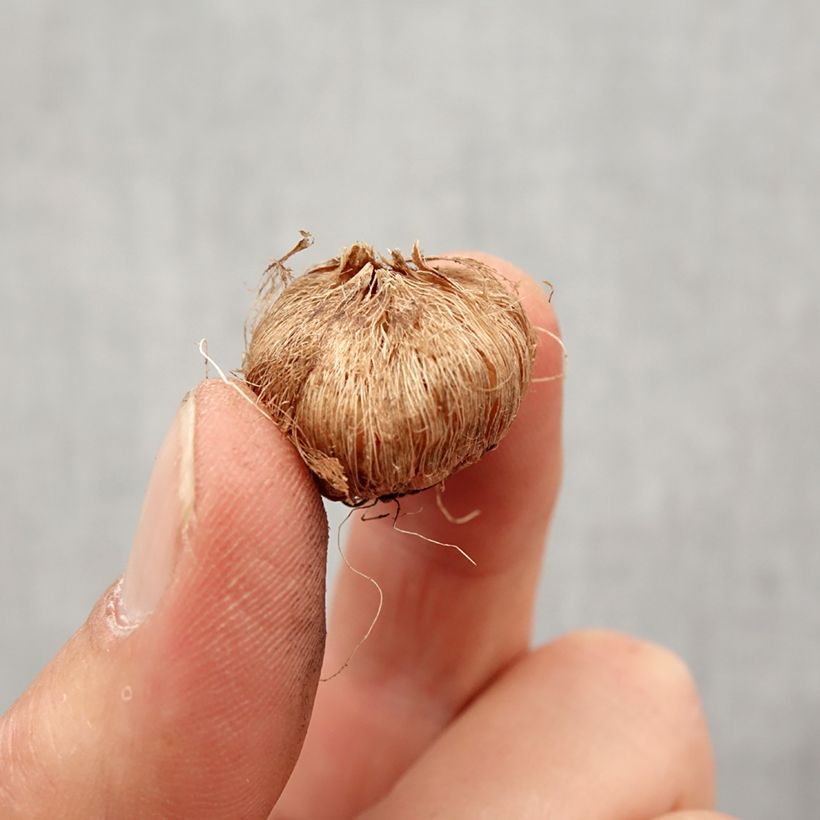 Example of Ixia Rose Emperor - Lis des Blés Bulbe calibre 5+ as you get in printemps