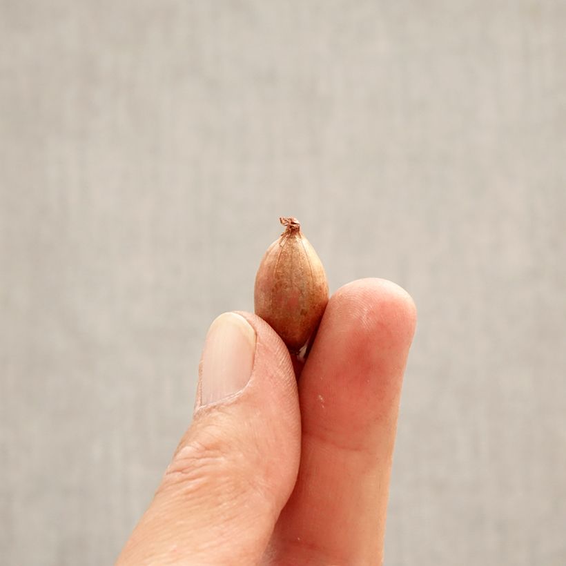 Spécimen de Ixiolirion tataricum - Lis de Sibérie Bulbe calibre 4+ tel que livré au printemps