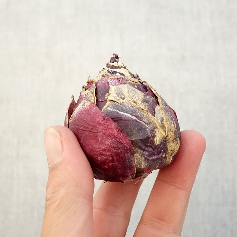 Spécimen de Jacinthe Amethyste Bulbe calibre 19+, Calibre extra 19+ tel que livré en automne