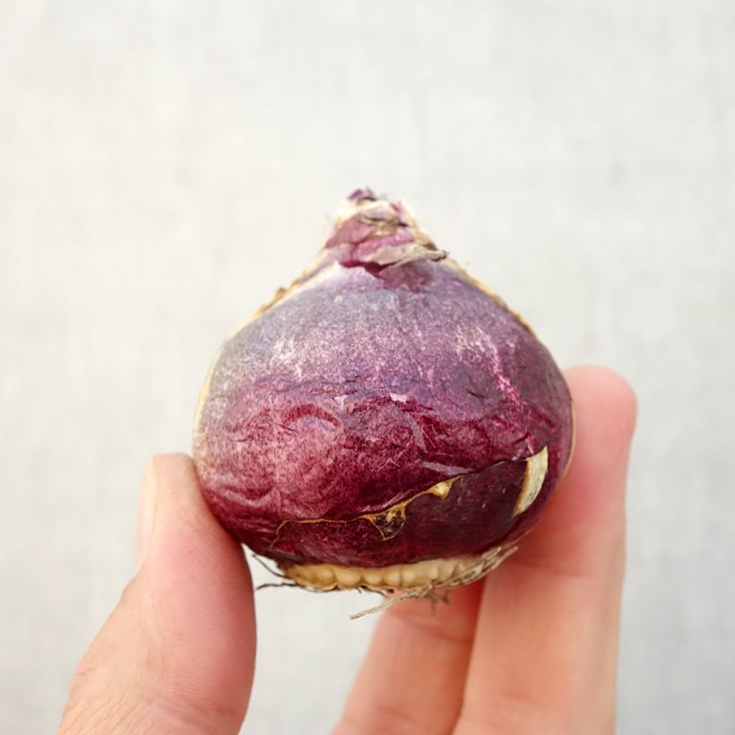 Spécimen de Jacinthe Atlantic Bulbe size 18/19 tel que livré en automne