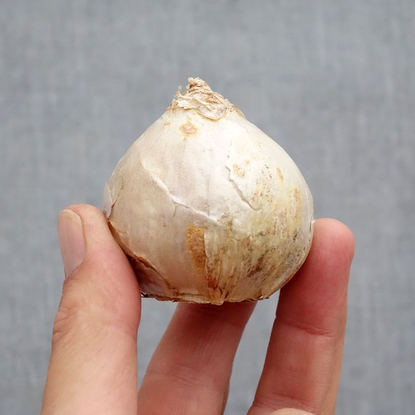 Spécimen de Jacinthe Carnegie Bulbe calibre 18+ tel que livré en automne