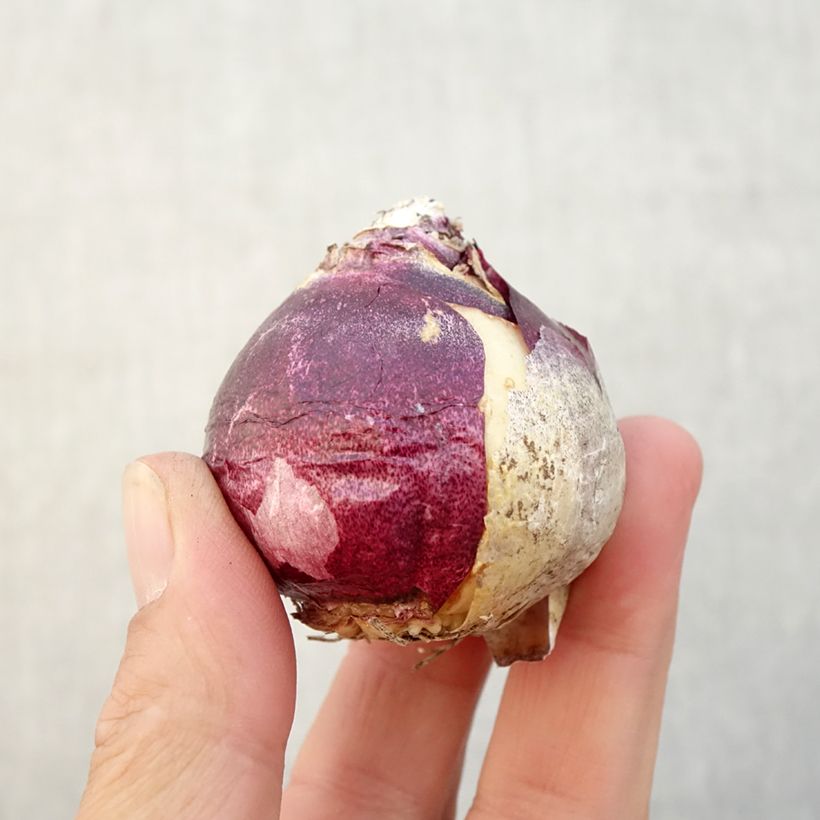 Spécimen de Jacinthe China Pink Bulbe calibre 18+ tel que livré en automne