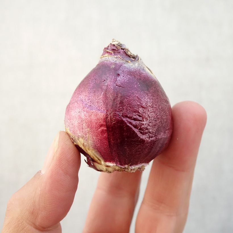 Spécimen de Jacinthe City of Bradford Bulbe calibre 15/16 tel que livré en automne