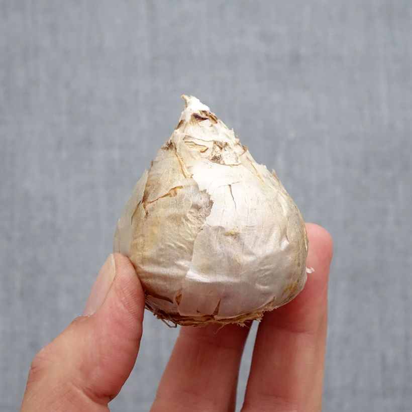 Spécimen de Jacinthe City of Harleem Bulbe calibre 17+ tel que livré en automne