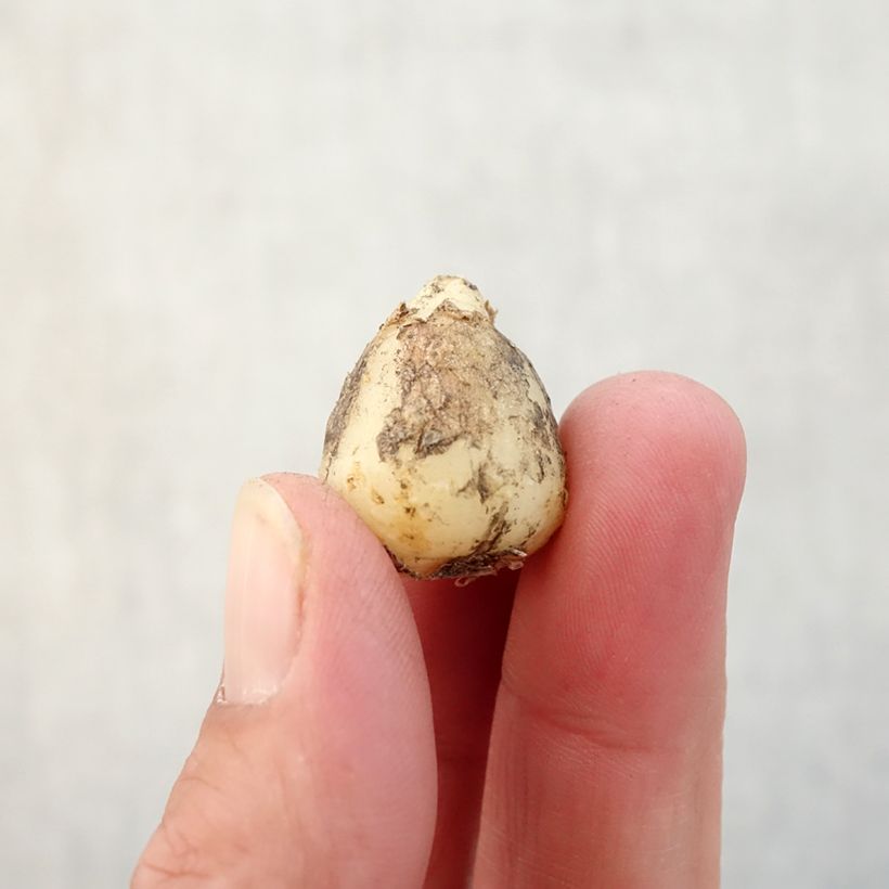 Spécimen de Jacinthe d'Espagne blanche - Hyacinthoides hispanica Alba  Bulbe calibre 8+ tel que livré en automne