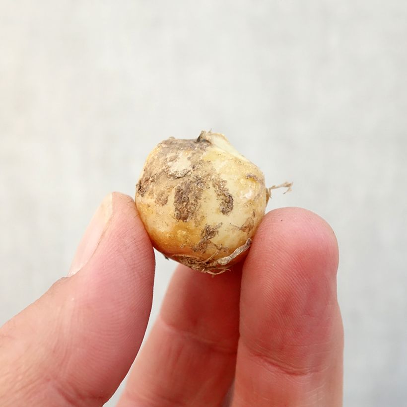 Spécimen de Jacinthe d'Espagne Rose Queen - Hyacinthoides hispanica Bulbe calibre 8+ tel que livré en automne