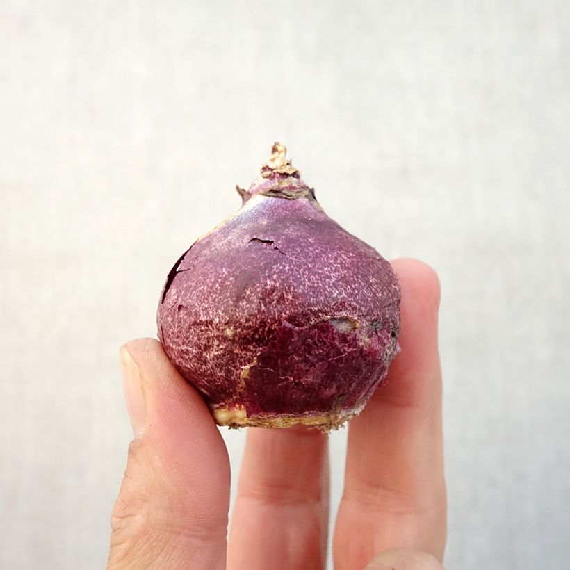 Spécimen de Jacinthe Dark Dimension Bulbe calibre 14/15 tel que livré en automne