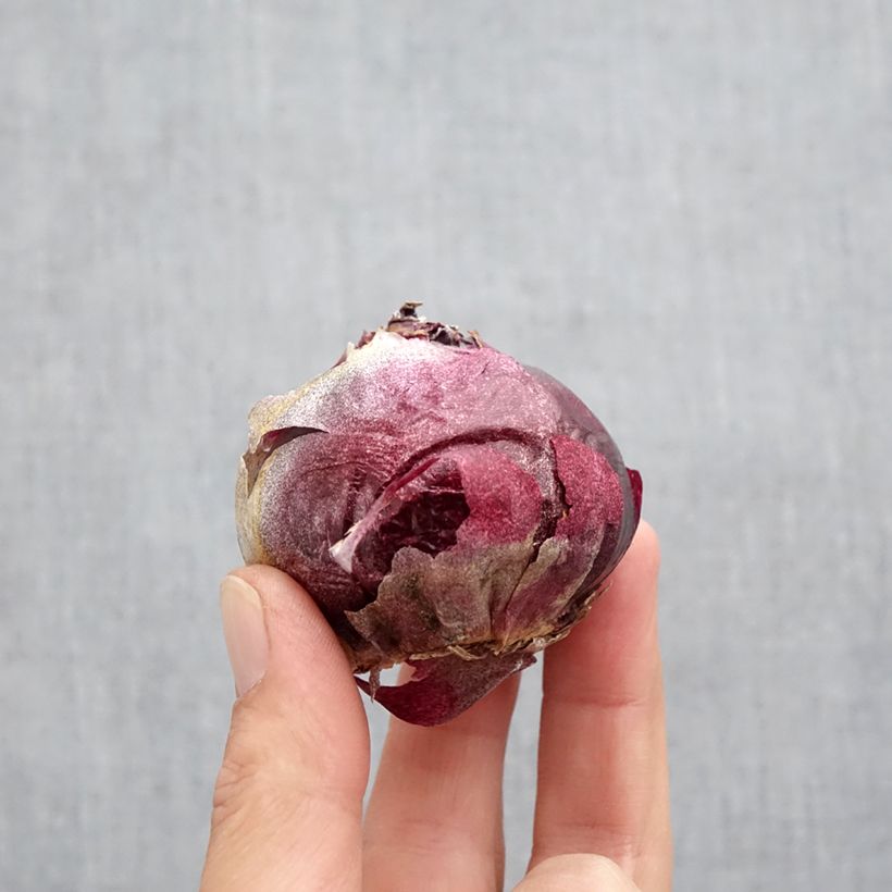 Spécimen de Jacinthe Delft Blue Bulbe size 19+ tel que livré en automne