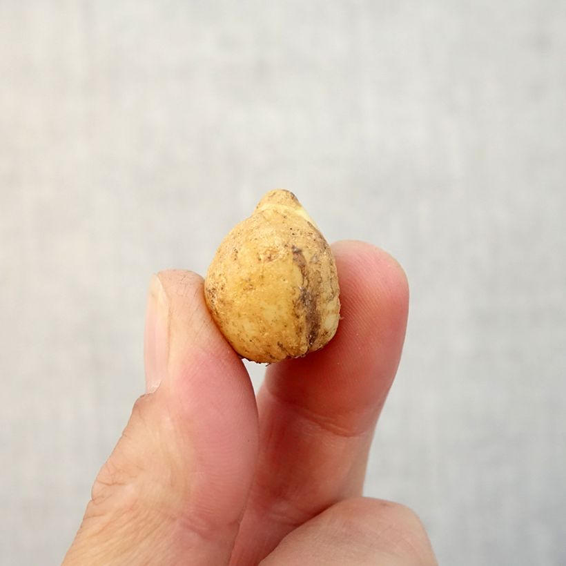 Example of Jacinthe des Bois - Scille Nutans Bulbe calibre 7+ as you get in automne