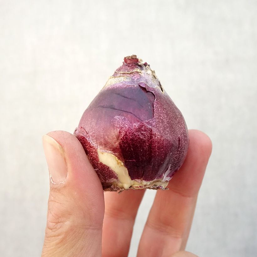 Spécimen de Jacinthe double General Kohler Bulbe calibre 15/16 tel que livré en automne