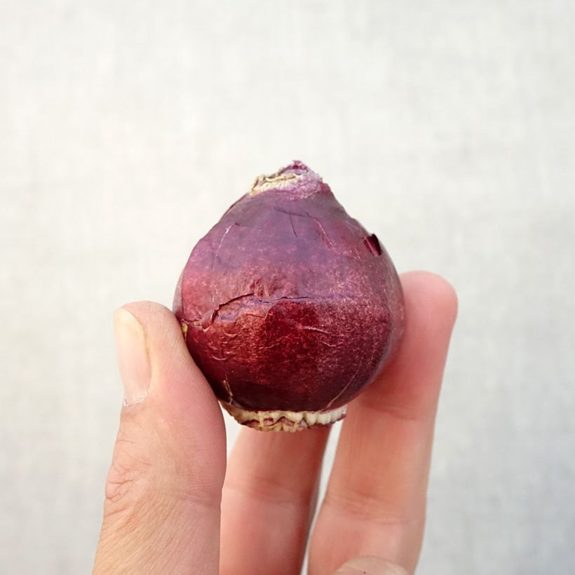 Spécimen de Jacinthe double Madame Sophie Bulbe calibre 15/16 tel que livré en automne