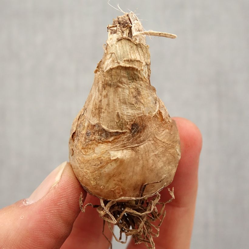 Spécimen de Jacinthe du Cap - Galtonia candicans Bulbe calibre 16/18 tel que livré au printemps