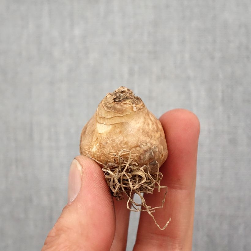 Spécimen de Jacinthe du Cap - Galtonia viridiflora Bulbe calibre 14 tel que livré au printemps